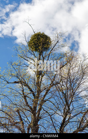 Le gui poussant sur des arbres haut de prises en allègre, près de Bath, Royaume-Uni sur une journée de printemps ensoleillée Banque D'Images