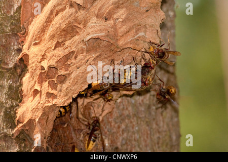 Hornet, brown, hornet hornet Européen (Vespa crabro), l'extension de la hornet travailleur ouverture d'un nid accroché à un tronc, l'Allemagne, la Bavière Banque D'Images