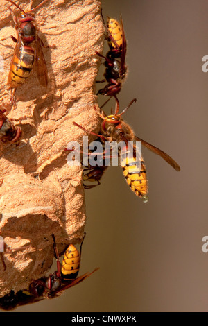 Hornet, brown, hornet hornet Européen (Vespa crabro), travailleur frelons sur la surface d'un nid accroché à un tronc, un transport d'une goutte d'humidité vers l'extérieur, l'Allemagne, la Bavière Banque D'Images