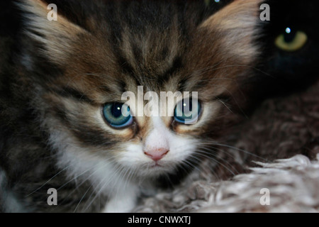 Chat domestique, le chat domestique (Felis silvestris catus. f), portrait de deux chatons Banque D'Images