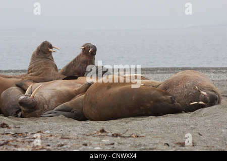 Le morse (Odobenus rosmarus), certains animaux se reposant sur un banc de sable, la Norvège, Svalbard, Poolepynten Banque D'Images