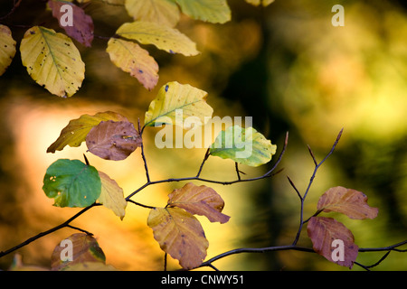 Le hêtre commun (Fagus sylvatica), branche avec les feuilles d'automne, l'Allemagne, Bade-Wurtemberg Banque D'Images