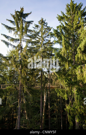 Chemin forestier éducatif Bayerischer Wald, passerelle pour les visiteurs entre les épicéas, Allemagne, Bavière, Nationalpark Bayerischer Wald, Neuschoenau Banque D'Images