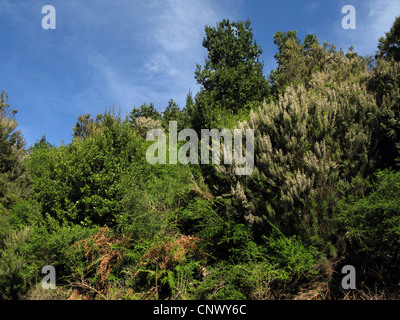 Tree heath (Erica arborea), Laura Silva dans le Parc National de Garajonay avec arbre fleurissant Heath, Canaries, Gomera, Parc National de Garajonay Banque D'Images