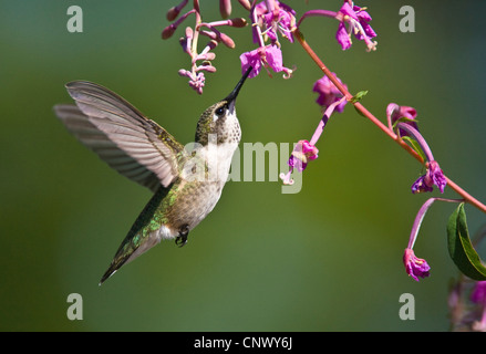 Colibri à gorge rubis (Archilochus colubris), femme planant de boire le nectar, le Canada, la Nouvelle-Écosse Banque D'Images