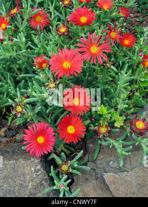 Usine à glace, Mesemb cuivrée, Red Ice Plant (Malophora crocea), blooming, Canaries, Gomera Banque D'Images