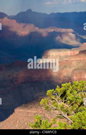 Colorado Pinyon Pinus edulis Grand Canyon National Park Arizona USA ...