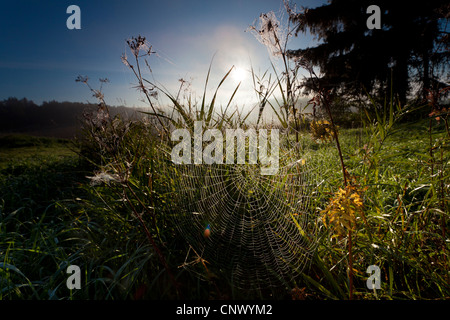 Dos avec la rosée du matin dans la lumière du matin, l'Allemagne, la Saxe, Vogtlaendische Schweiz Banque D'Images