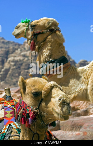 Un dromadaire, chameau (Camelus dromedarius), les chefs de deux monts, Jordanie, Petra Banque D'Images