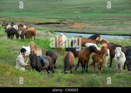 L'Islandic, Islande pony (Equus przewalskii f. caballus), la femme à troupeau, Islande Banque D'Images