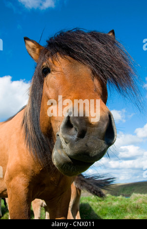 L'Islandic, Islande pony (Equus przewalskii f. caballus), à la recherche de vers la caméra, de l'Islande Banque D'Images