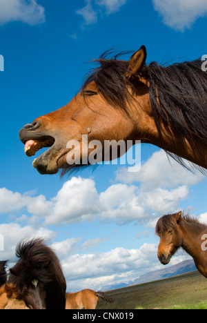 L'Islandic, Islande pony (Equus przewalskii f. caballus), hennissement, Islande Banque D'Images