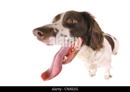 English SPRINGER SPANIEL (Canis lupus f. familiaris), haletant, portrait Banque D'Images