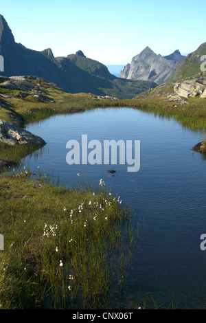 Tourbière et étang et Helvetestinden mountain, Norvège, îles Lofoten, Munkebu Banque D'Images