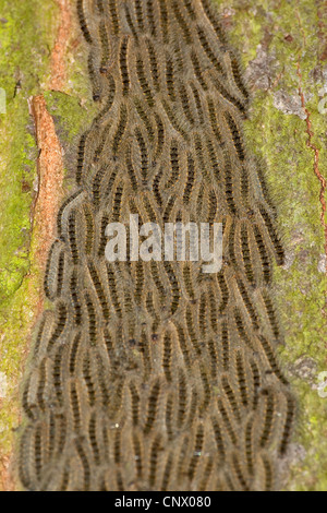 Chenille processionnaire du chêne (Thaumetopoea processionea), chenilles marchant sur un tronc d'arbre vers le haut pour se nourrir de feuilles, Allemagne Banque D'Images