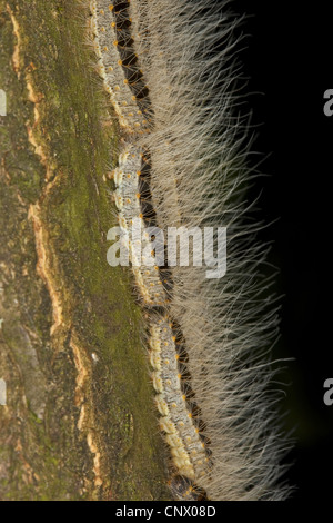 Chenille processionnaire du chêne (Thaumetopoea processionea), chenilles marchant sur un tronc d'arbre vers le haut pour se nourrir de feuilles, Allemagne Banque D'Images