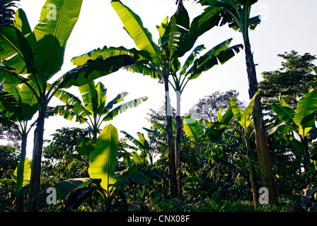 Bananiers fournissent de l'ombre de caféiers sur une plantation de café guatémaltèque. Banque D'Images