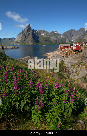 L'épilobe, blooming sally, rosebay willow-herb, grand willow-herb (Epilobium angustifolium, Chamaenerion angustifolium), Olstinden dans la montagne Reine fiord, vue de Hamnoy, Norvège, îles Lofoten, Moskenesy Banque D'Images