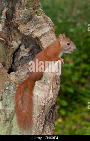 L'écureuil roux européen eurasien, l'écureuil roux (Sciurus vulgaris), un arbre à petits trous, Allemagne Banque D'Images