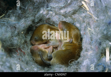 Campagnol roussâtre (Clethrionomys glareolus), trois jeunes dans le nid, Allemagne Banque D'Images