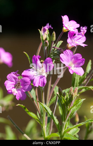 Fiddle-herbe, grand willow-herb (Epilobium hirsutum), blooming, Allemagne Banque D'Images