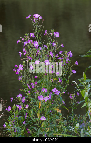 Fiddle-herbe, grand willow-herb (Epilobium hirsutum), blooming, Allemagne Banque D'Images