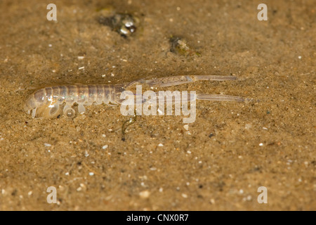 La boue, la boue scud de l'amphipode Corophium volutator (habitation), dans la mer des Wadden, Allemagne Banque D'Images