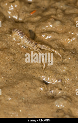 La boue, la boue scud de l'amphipode Corophium volutator (habitation), dans la mer des Wadden, Allemagne Banque D'Images