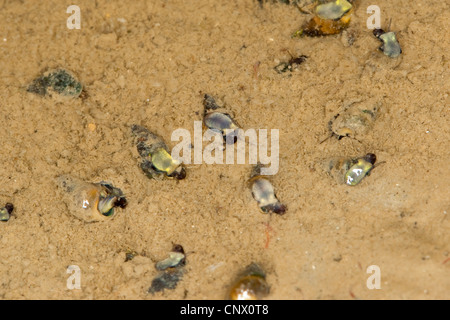 Laver spire escargot, laver la boue escargot, escargot vasière commun (Hydrobia ulvae Peringia ulvae,), dans la mer des Wadden, Allemagne Banque D'Images