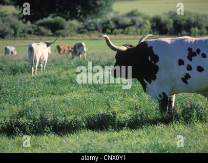Texas Longhorn steer bovins autres montres sur l'Elkhorn Ranch historique, Theodore Roosevelt National Park, North Dakota, USA Banque D'Images