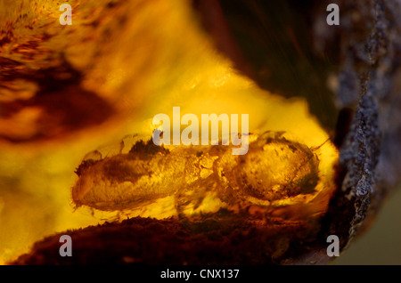 Larve de termites dans Mexican amber (pierre brute) Banque D'Images