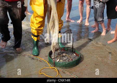 Crevette commune européenne commune, crevettes, crevettes Bbrown (Crangon crangon), le crabe fisher avec ses prises, Belgique, Flandre, Oostduinkerke Banque D'Images