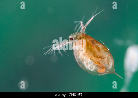 Puce d'eau commune (Daphnia pulex), femme avec les mineurs dans sa pochette de la couvée Banque D'Images