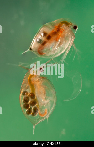 Puce d'eau commune (Daphnia pulex), les femelles avec des œufs et de repos subitan les oeufs dans leur pochette de la couvée Banque D'Images