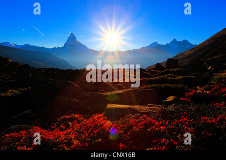 Myrtille, bleuet nain, Huckleberry, faible billberry (Vaccinium myrtillus), vue sur le Cervin depuis le Fluhalp, Suisse, Valais Banque D'Images