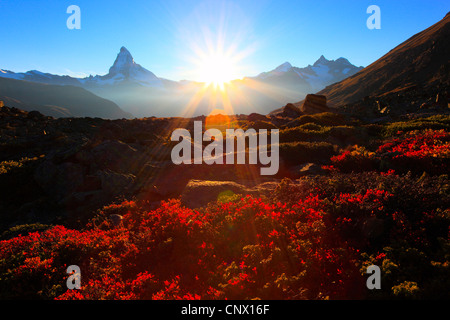 Myrtille, bleuet nain, Huckleberry, faible billberry (Vaccinium myrtillus), vue sur le Cervin depuis le Fluhalp, Suisse, Valais Banque D'Images