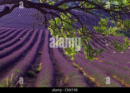 La lavande (Lavandula angustifolia), champ de lavande en Provence, France, Provence, Plateau de Valensole Banque D'Images