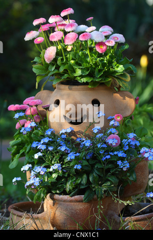 Daisy annuel (Bellis annua), floraison rose Bellis avec forget-me-not en pots dans un jardin Banque D'Images