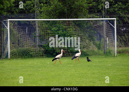 Cigogne Blanche (Ciconia ciconia), deux cigognes blanches et une corneille de marcher sur la pelouse d'un terrain de football en face d'un but, Allemagne Banque D'Images