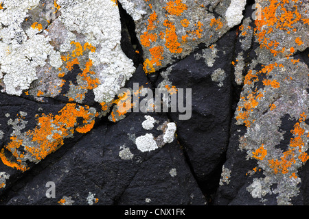 Les lichens sur un rocher, Royaume-Uni, Ecosse Banque D'Images