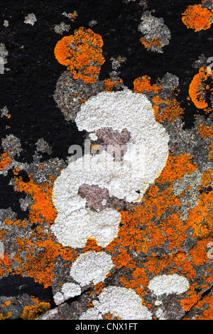 Les lichens sur un rocher, Royaume-Uni, Ecosse Banque D'Images