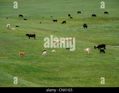 Troupeau mélangé des vaches d'élevage de veaux et de pâturage sur l'herbe verte, la fin du printemps dans les collines du Dakota du Sud, USA Banque D'Images
