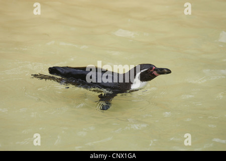 Manchot de Humboldt (Spheniscus humboldti), natation Banque D'Images