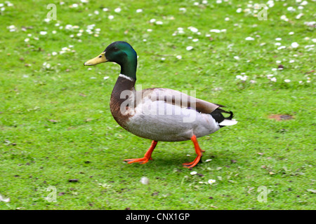 Le Canard colvert (Anas platyrhynchos), homme de marcher à travers un pré, Allemagne Banque D'Images