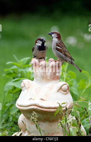 Moineau domestique (Passer domesticus), deux oiseaux assis sur le jardin en terre cuite figure montrant le roi Grenouille, Allemagne Banque D'Images