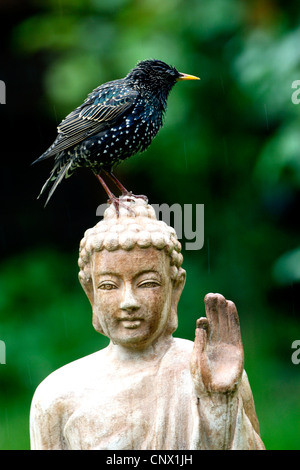 Étourneau sansonnet (Sturnus vulgaris), assis sur la tête d'une statue de Bouddha en terre cuite dans le jardin , Allemagne Banque D'Images