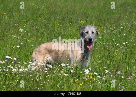 Irish Wolfhound (Canis lupus f. familiaris), couché dans une prairie de fleurs, Allemagne Banque D'Images