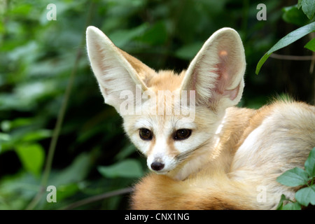 Fennec Fennecus zerda, fox (Vulpes zerda), portrait Banque D'Images