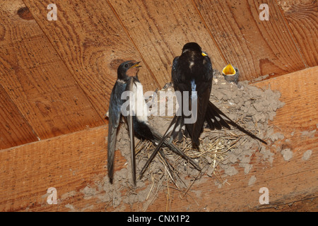 L'hirondelle rustique (Hirundo rustica), Couple at leurs nest au plafond d'une stabilité Banque D'Images