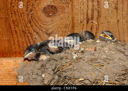 L'hirondelle rustique (Hirundo rustica), les jeunes avaler dans le nid, Allemagne Banque D'Images